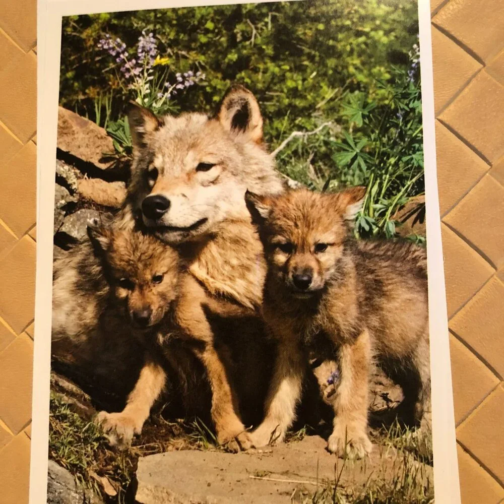 Lot of 5 Blank Note Cards with Envelopes - Pictures of Wolves